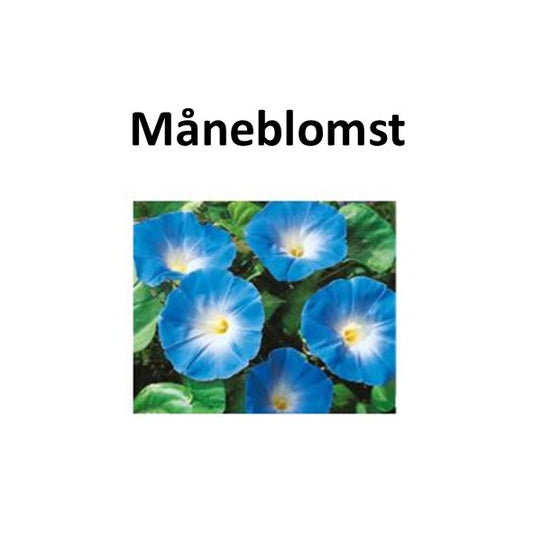 VapeCat Måneblomst - 100ML